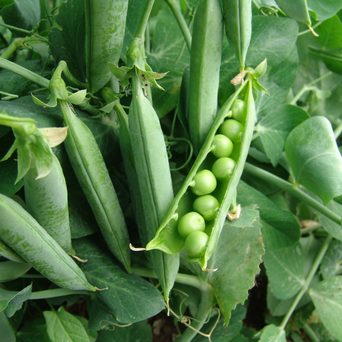 Hrach dreňový Premium - Pisum sativum - semená hrášku - 15 g