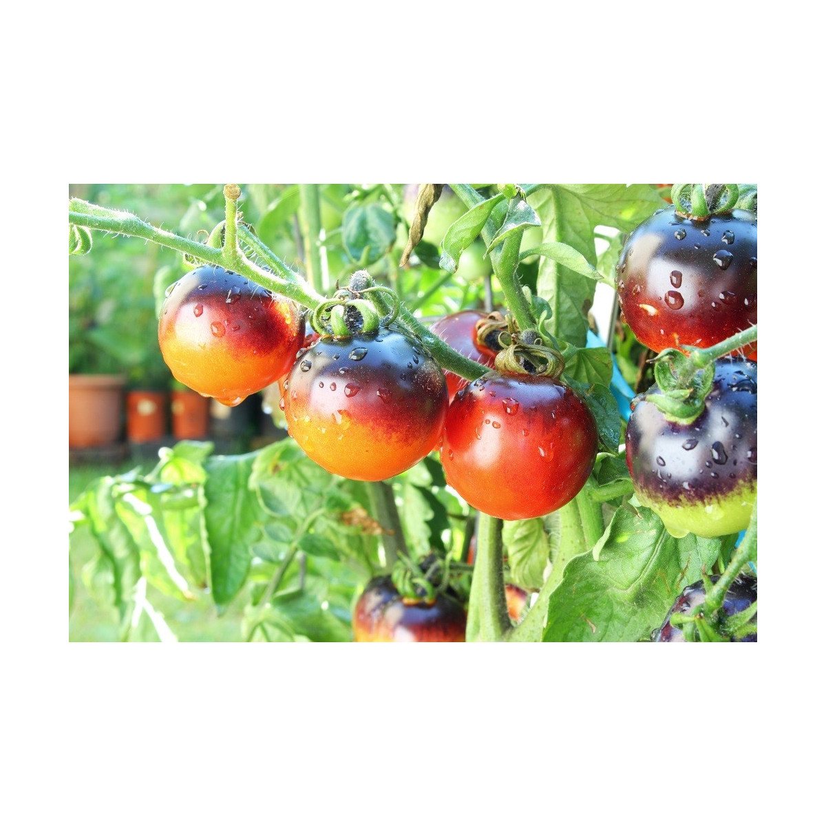 Paradajka kolíková Indigo Rose - Solanum lycopersicum - Predaj semien rajčiaka - 7 ks