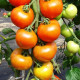 Paradajka Orkado F1 - Solanum lycopersicum - predaj semien rajčiaka - 30 ks