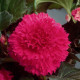 Begónia strapkatá ružová - Begonia fimbriata - predaj cibuľovín - 2 ks