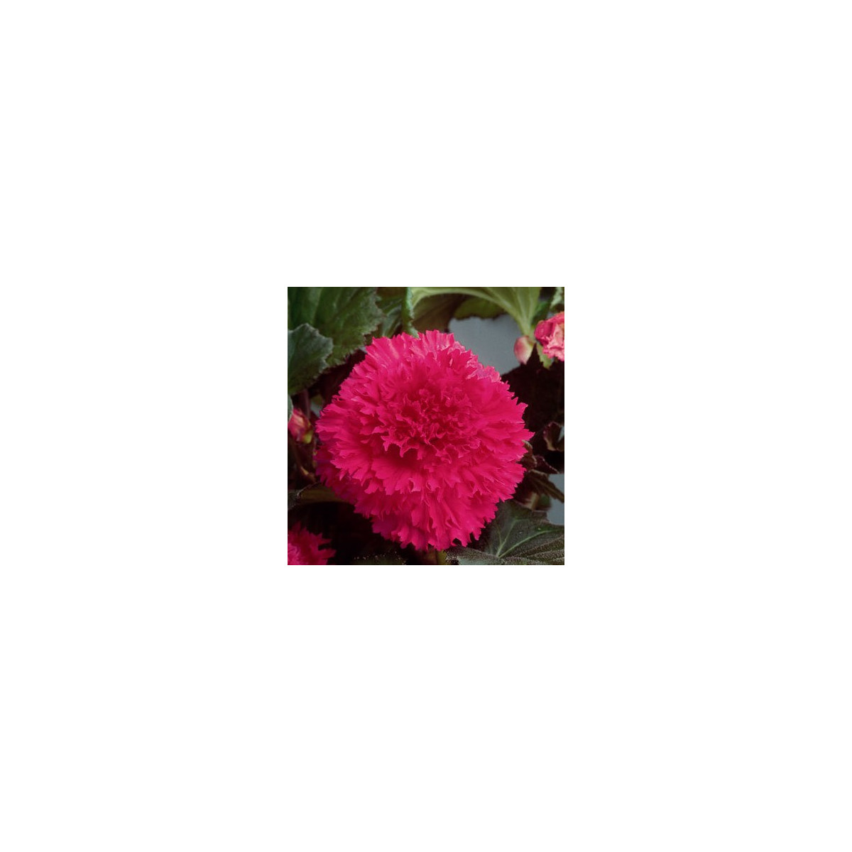 Begónia strapkatá ružová - Begonia fimbriata - predaj cibuľovín - 2 ks