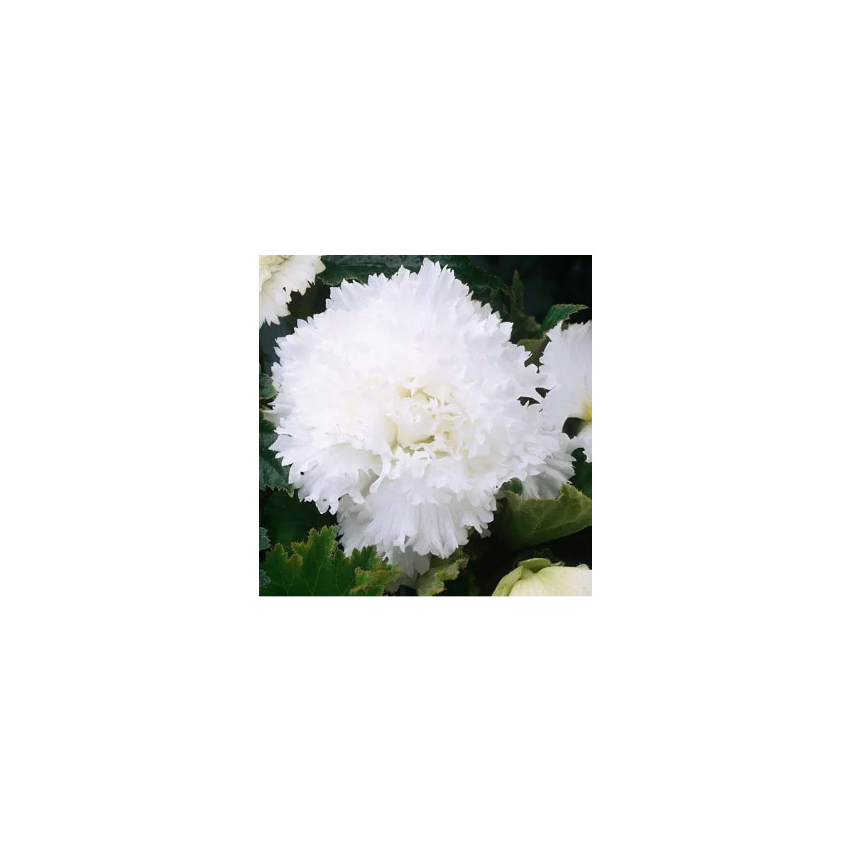 Begónia štipenitá biela - Begonia fimbriata - predaj cibuľovín - 2 ks