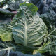 Kapusta ranná žltá - Brassica oleracea - semená kapusty - 0,5 g