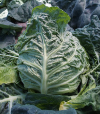 Kapusta ranná žltá - Brassica oleracea - semená kapusty - 0,5 g