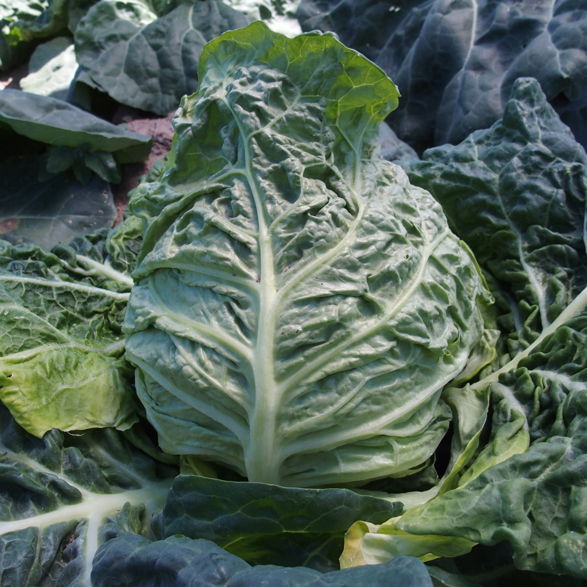Kapusta ranná žltá - Brassica oleracea - semená kapusty - 0,5 g