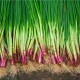 Cibuľa sečka Welsh červená - Allium fistulosum L. - semená cibule - 500 ks