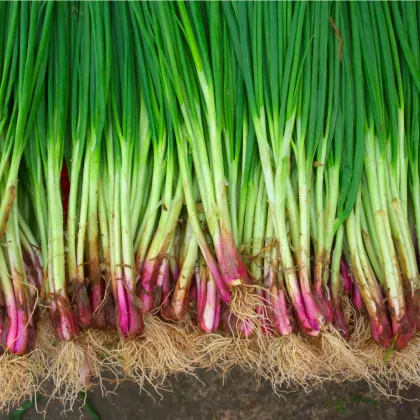 Cibuľa sečka Welsh červená - Allium fistulosum L. - semená cibule - 500 ks