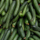 Bio Uhorka Hadovka Paska F1 - Cucumis Sativus - predaj semien v bio kvalite - 4 ks