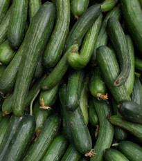 Bio Uhorka Hadovka Paska F1 - Cucumis Sativus - predaj semien v bio kvalite - 4 ks
