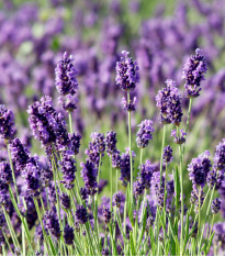 Levanduľa Vera - Lavandula angustifolia - semená levandule - 0,02 g