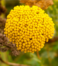 Rebríček túžobníkový Cloth of Gold - Achillea filipendula - predaj semien trvaliek - 800 ks