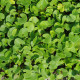 Strieborný dážď - Dichondra microntha - predaj semien - 8 ks