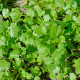 Koriander siaty Cadiz - Coriandrum sativum - semená koriandra - 100 ks