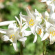 Ľália biela liečivá - Lilium candidum - predaj cibuľovín - 1 ks