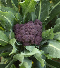 Brokolica skorá fialová - Rudolph - Brassica oleracea - predaj semien brokolice - 0,9 gr