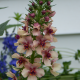 Divozel tmavočervený - zmes farieb - Verbascum phoeniceum - semená divozelu - 300 ks