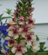 Divozel tmavočervený - zmes farieb - Verbascum phoeniceum - semená divozelu - 300 ks