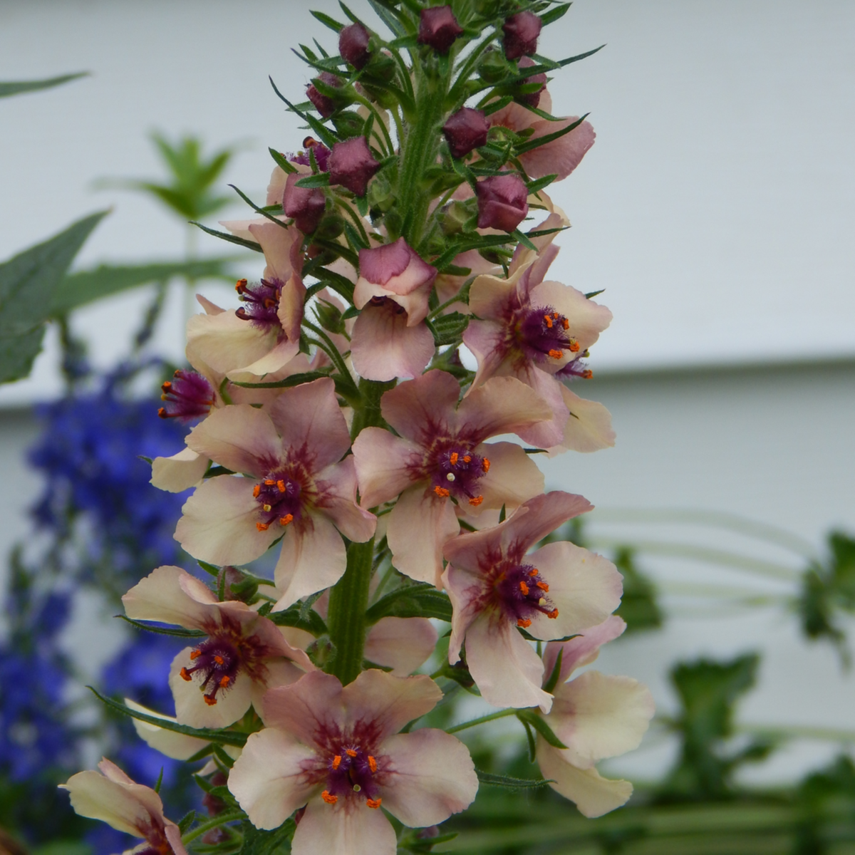 Divozel tmavočervený - zmes farieb - Verbascum phoeniceum - semená divozelu - 300 ks
