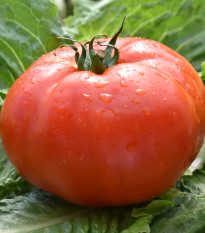 Paradajka Soldaki - Solanum lycopersicum - Predaj semien rajčiaka - 7 ks