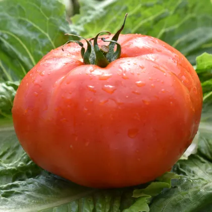 Paradajka Soldaki - Solanum lycopersicum - Predaj semien rajčiaka - 7 ks