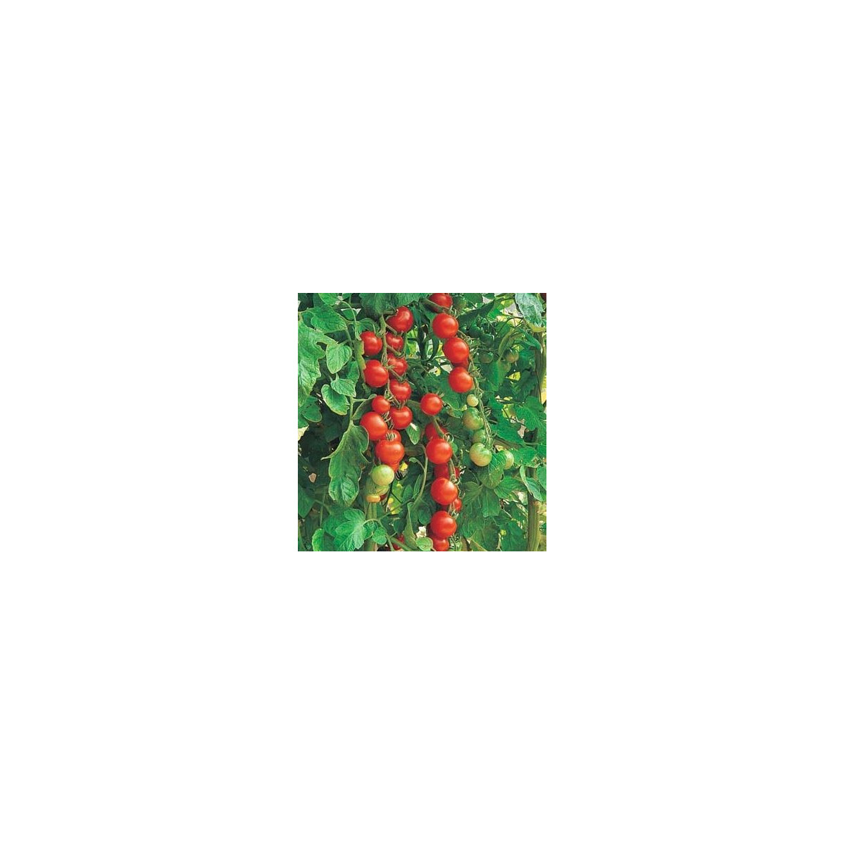 Paradajka Sweetie - Solanum lycopersicum - Semená rajčiaka - 6 ks