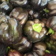 Paprika Babybell Chocolate - Capsicum annuum - predaj semien - 8 ks