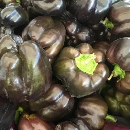 Paprika Babybell Chocolate - Capsicum annuum - predaj semien - 8 ks