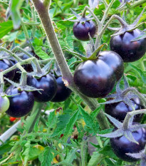Paradajka kolíková Blueberry - Solanum lycopersicum - Predaj semien rajčiaka - 6 ks