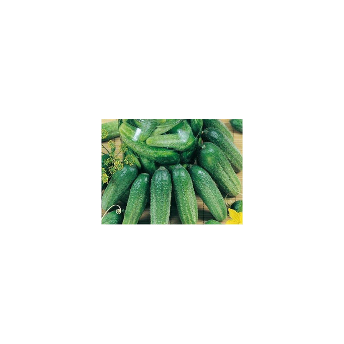Uhorka Charlotte - cucumis  - uhorka siata - semená uhorky - 6 ks