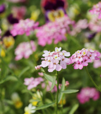 Iberka okoličnatá zmes farieb - Iberis umbellata - predaj semien - 100 ks