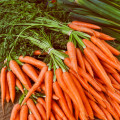 Mrkva Rothild - Daucus carota - osivo mrkvy - 900 ks