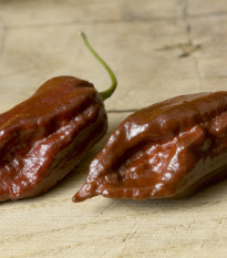 Chilli Black Naga - Capsicum chinense - predaj semien - 6 ks
