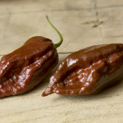 Chilli Black Naga - Capsicum chinense - predaj semien - 6 ks