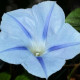 Povojnica trojfarebná Blue Star - Ipomoea tricolor - predaj semien - 25 ks