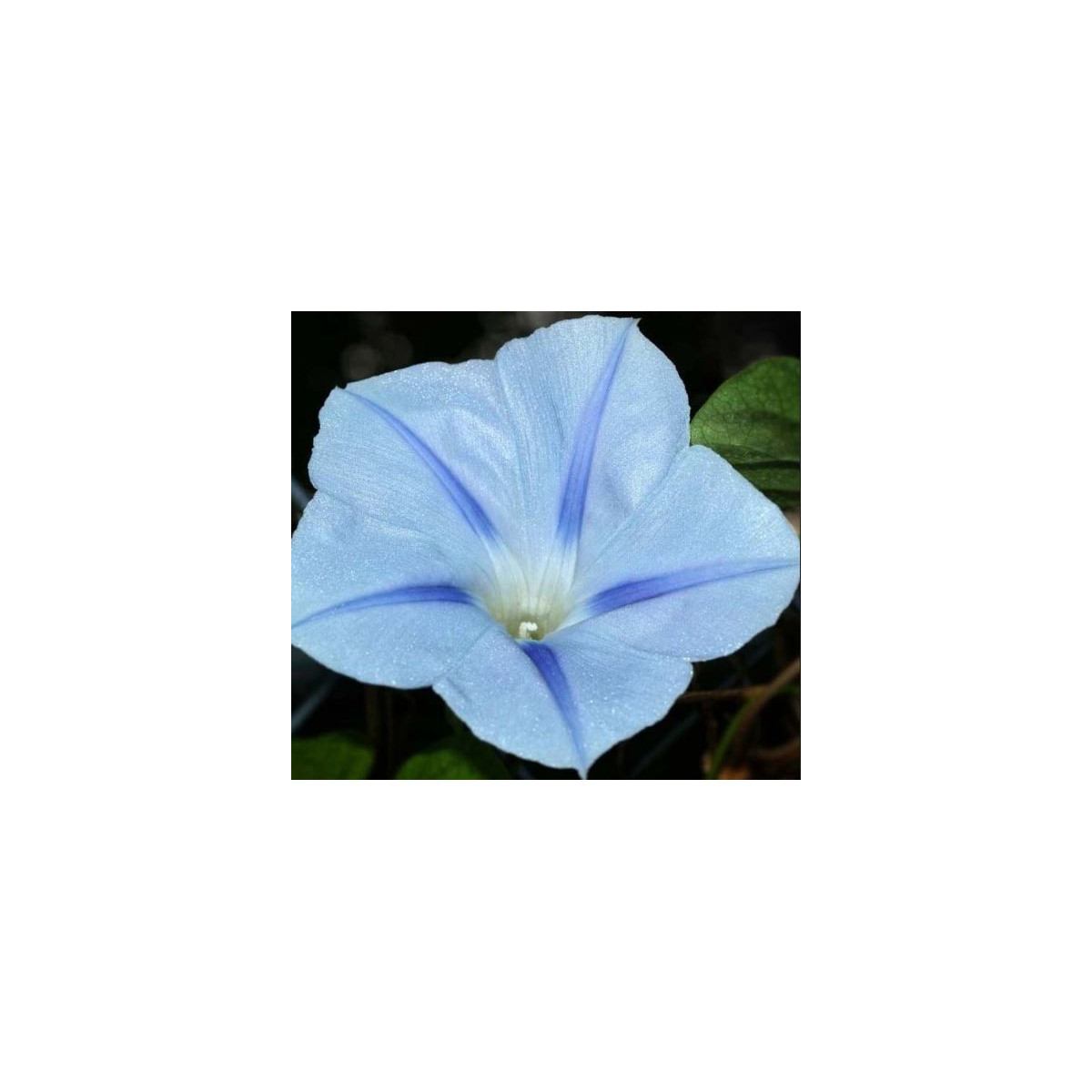 Povojnica trojfarebná Blue Star - Ipomoea tricolor - predaj semien - 25 ks