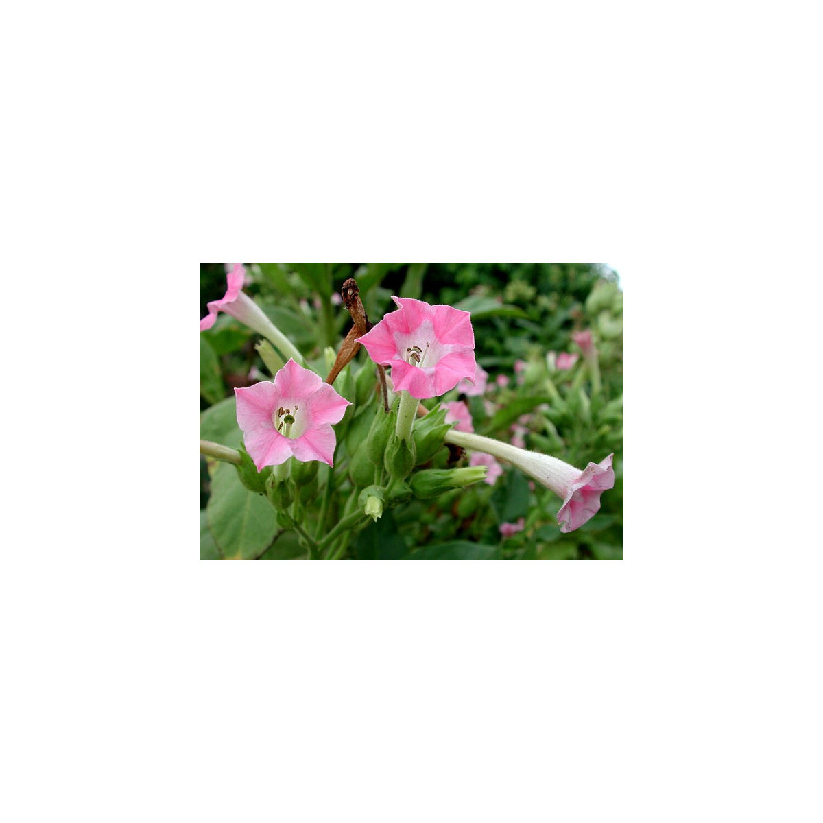Tabak virginský - Nicotiana tabacum - semená 150 ks