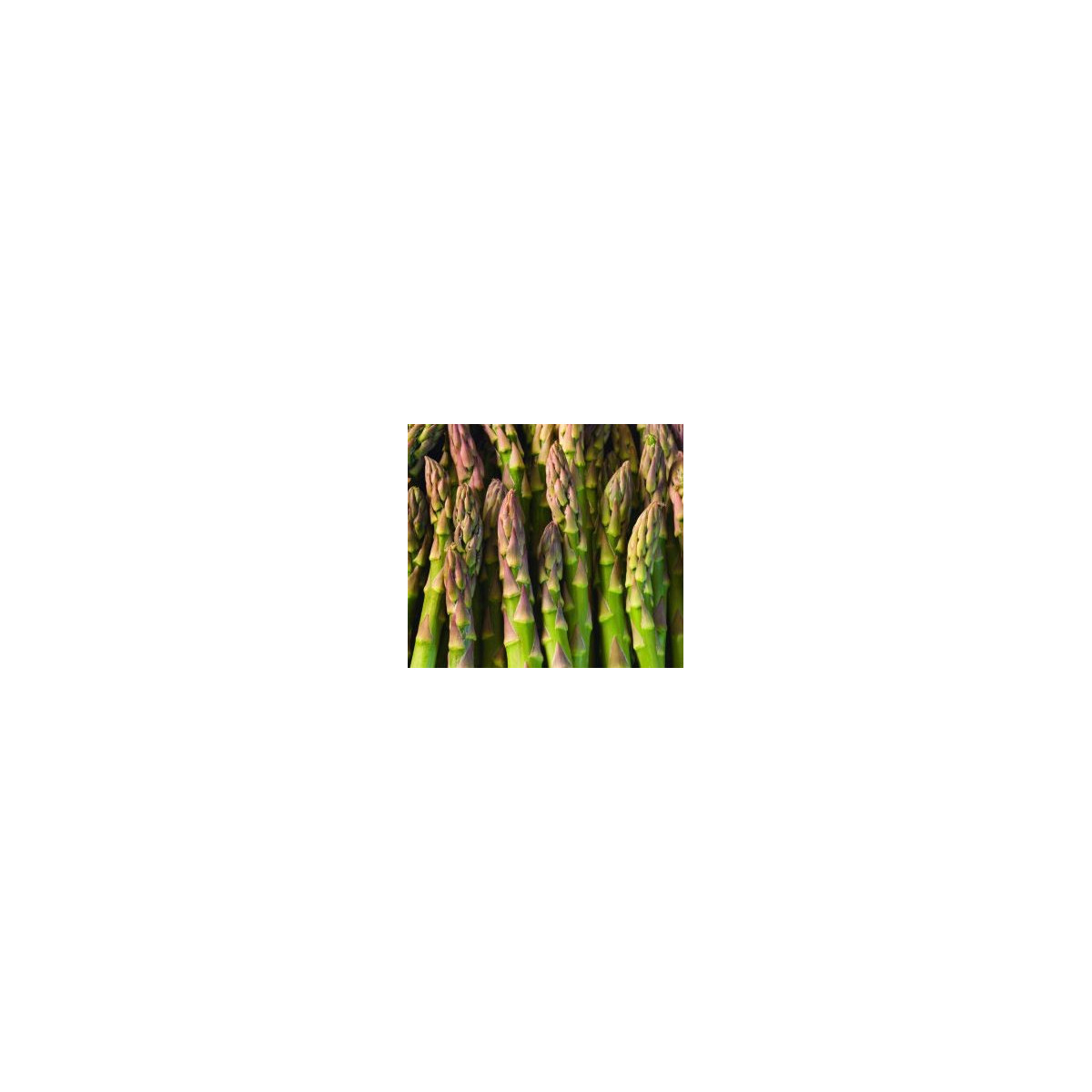 Špargľa lekárska Mary Washington - Asparagus officinalis - semená špargle - 20 ks
