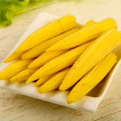 Kukurica Minipop F1- Zea Mays - semená kukurice - 15 ks
