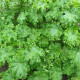 Slez kučeravý - Malva verticillata - asijská zelenina - 150 ks