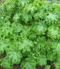 Slez kučeravý - Malva verticillata - asijská zelenina - 150 ks