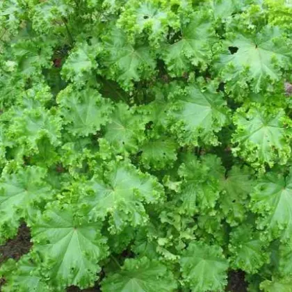 Slez kučeravý - Malva verticillata - asijská zelenina - 150 ks
