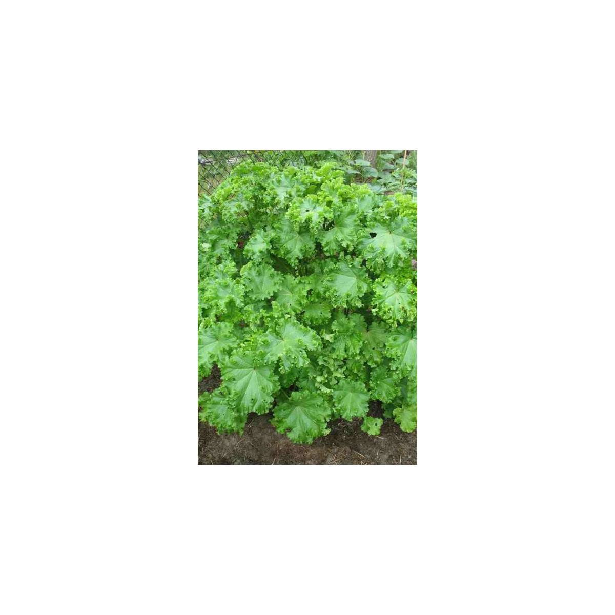 Slez kučeravý - Malva verticillata - asijská zelenina - 150 ks