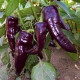 Paprika Marconi Purple - sladká paprika - 10 ks