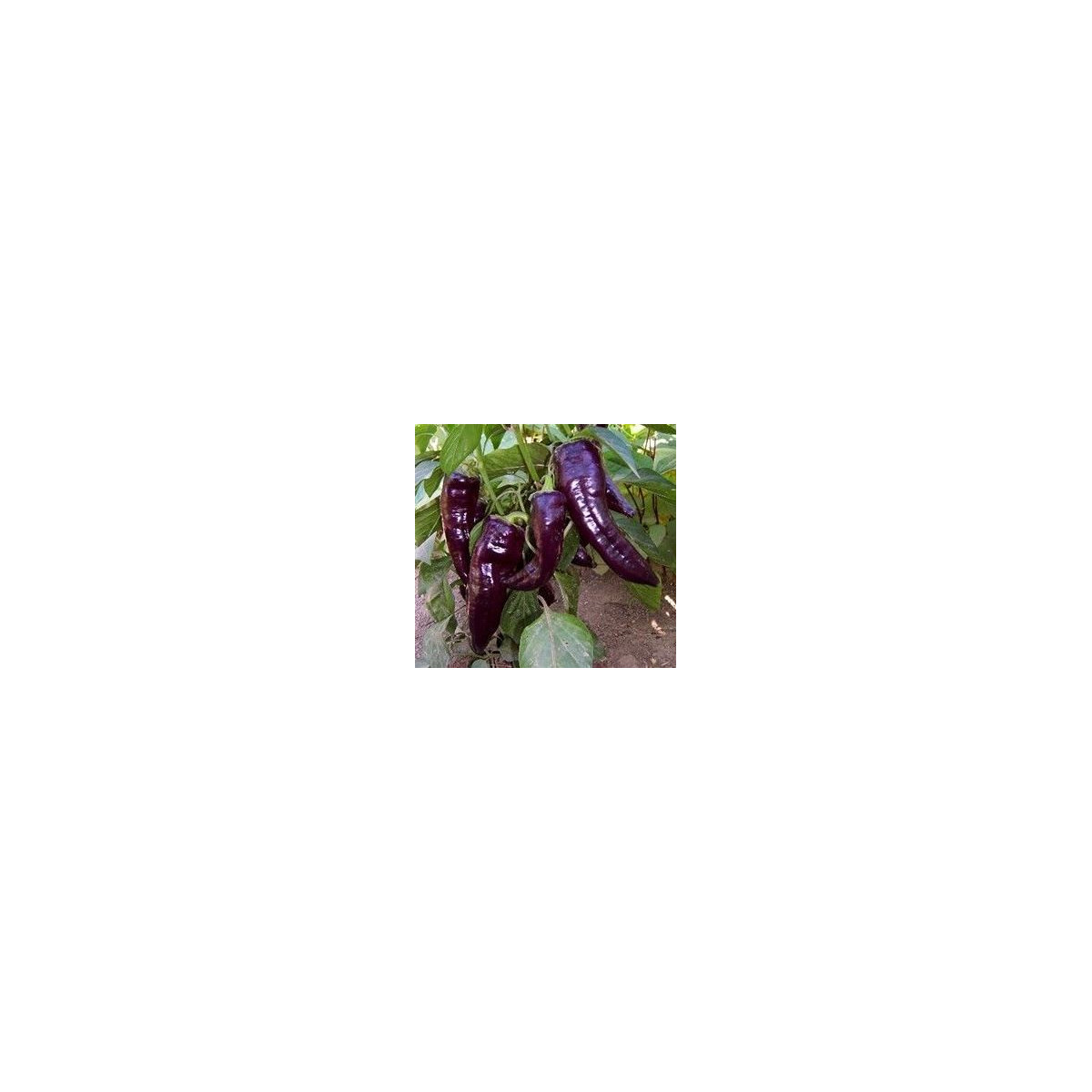 Paprika Marconi Purple - sladká paprika - 10 ks
