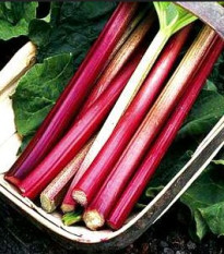 Rebarbora Viktoria - Rebarbora - Rheum palmatum - semená Rebarbory - 20 ks