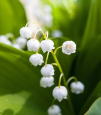 Konvalinka vonná - Convallaria majalis - predaj voľnokorenných sadeníc - 1 ks