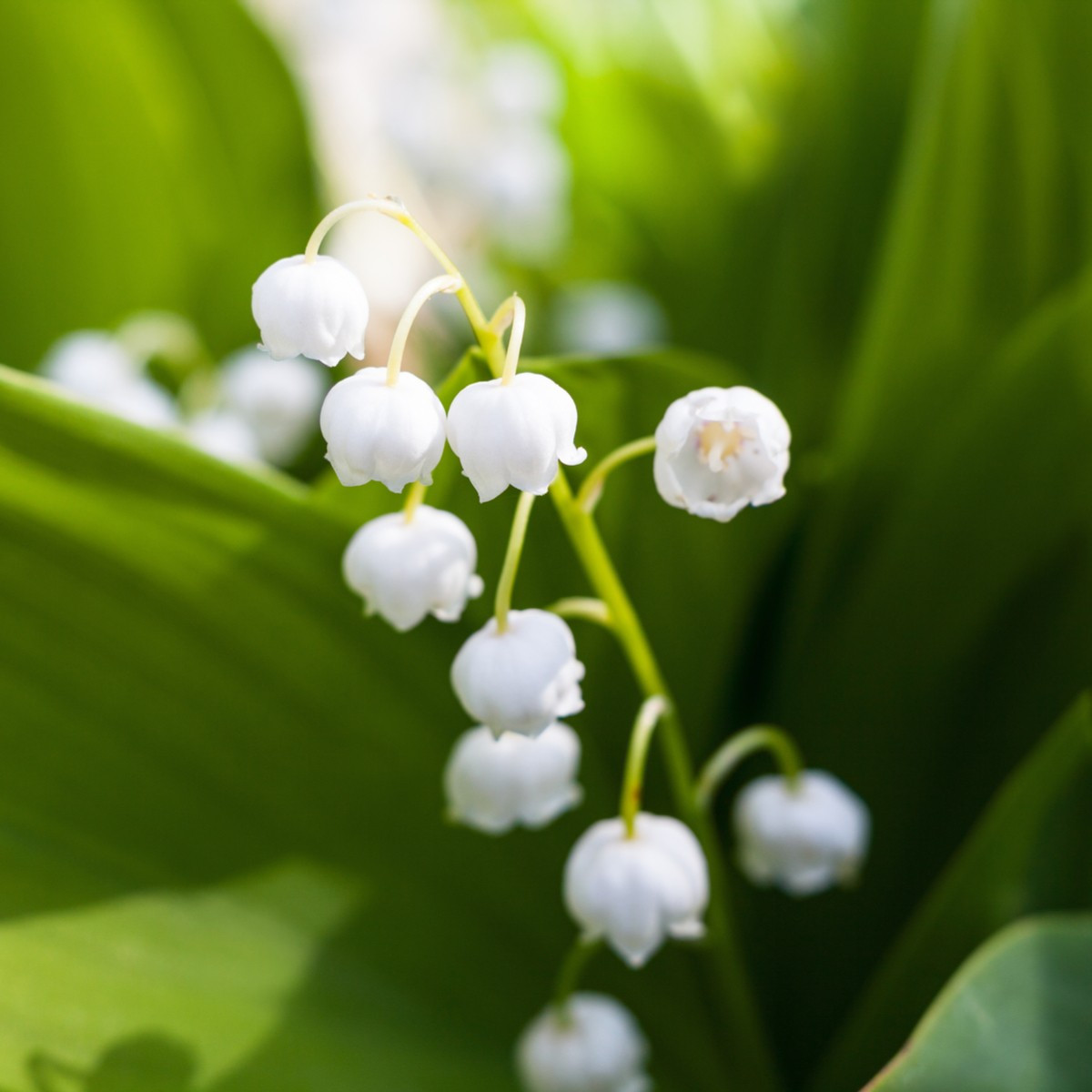 Konvalinka vonná - Convallaria majalis - predaj voľnokorenných sadeníc - 1 ks