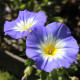 Pupenec trojfarebný Royal Ensign - Convolvulus tricolor - predaj semien - 50 ks