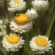Slamienka krídlatá - Ammobium alatum grandiflorum - predaj semien - 100 ks