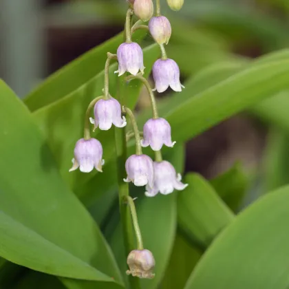 Konvalinka vonná ružová - Convallaria majalis - predaj voľnokorenných sadeníc - 1 ks